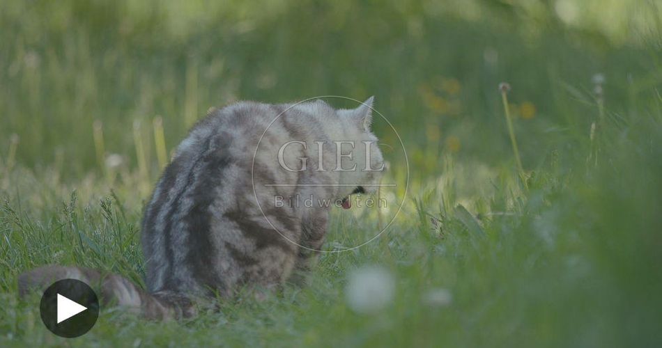 098876 Film-Clip, Britisch Kurzhaar Katze