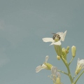 099293 Film-Clip, Wildbiene auf Oelrettich