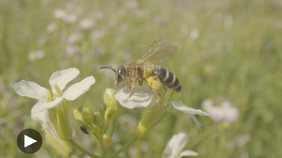 099295 Film-Clip, Biene auf Oelrettich