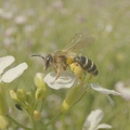 099295 Film-Clip, Biene auf Oelrettich