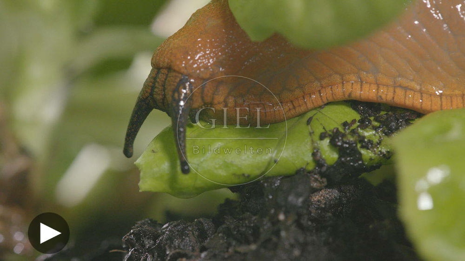 099878 Film-Clip, Rote Wegschnecke