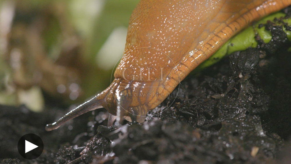 099879 Film-Clip, Rote Wegschnecke