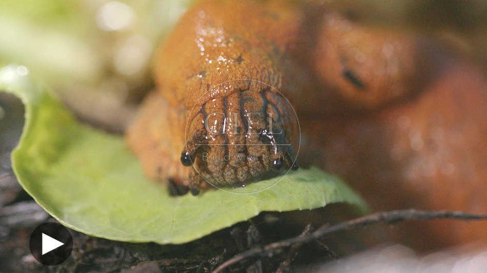 099881 Film-Clip, Rote Wegschnecke