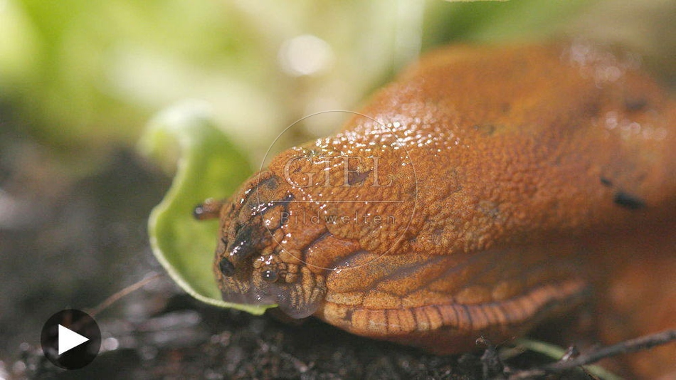 099882 Film-Clip, Rote Wegschnecke