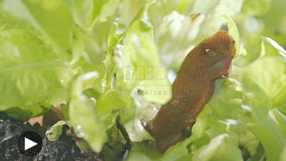 099883 Film-Clip, Rote Wegschnecke