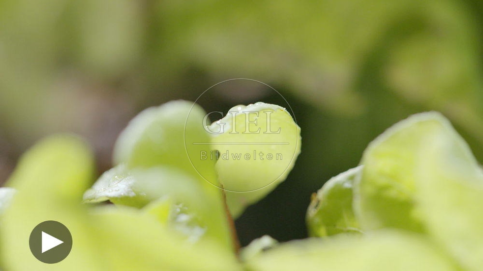 099884 Film-Clip, Rote Wegschnecke