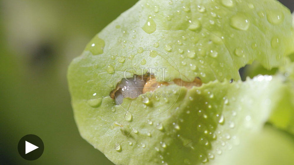 099885 Film-Clip, Rote Wegschnecke