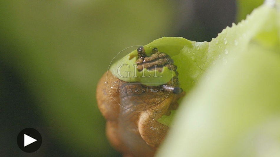 099886 Film-Clip, Rote Wegschnecke