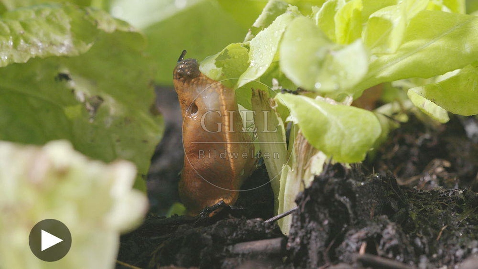 099888 Film-Clip, Rote Wegschnecke