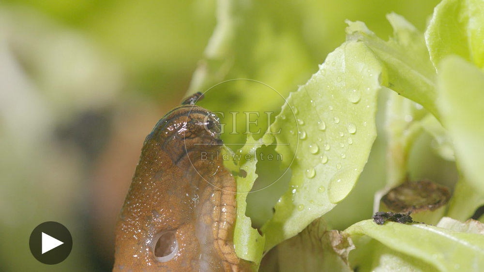 099890 Film-Clip, Rote Wegschnecke