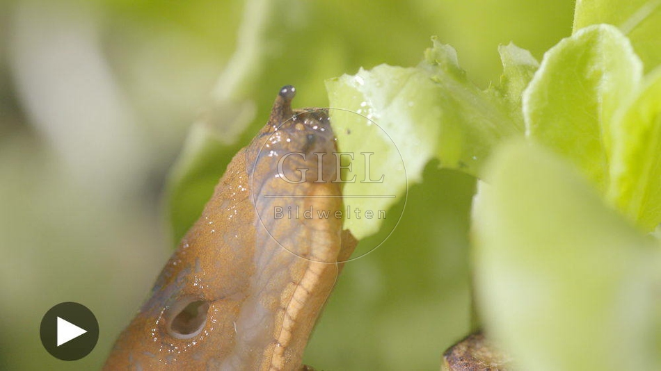 099891 Film-Clip, Rote Wegschnecke