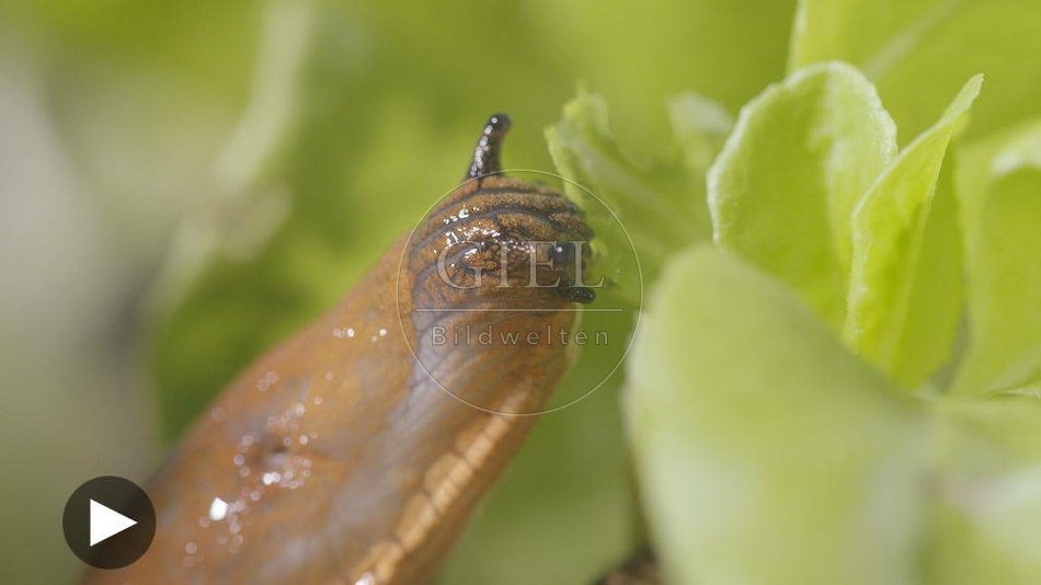 099892 Film-Clip, Rote Wegschnecke