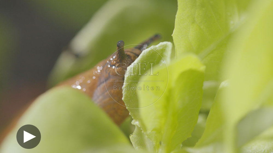 099893 Film-Clip, Rote Wegschnecke