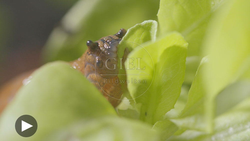 099894 Film-Clip, Rote Wegschnecke