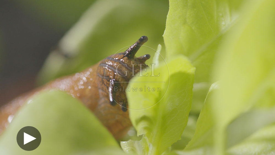 099895 Film-Clip, Rote Wegschnecke