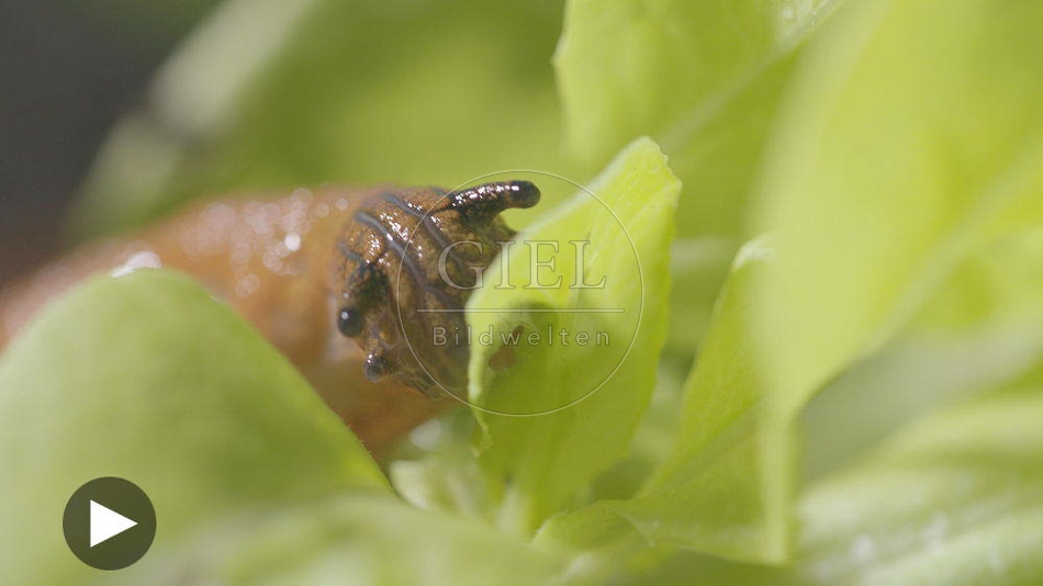 099896 Film-Clip, Rote Wegschnecke
