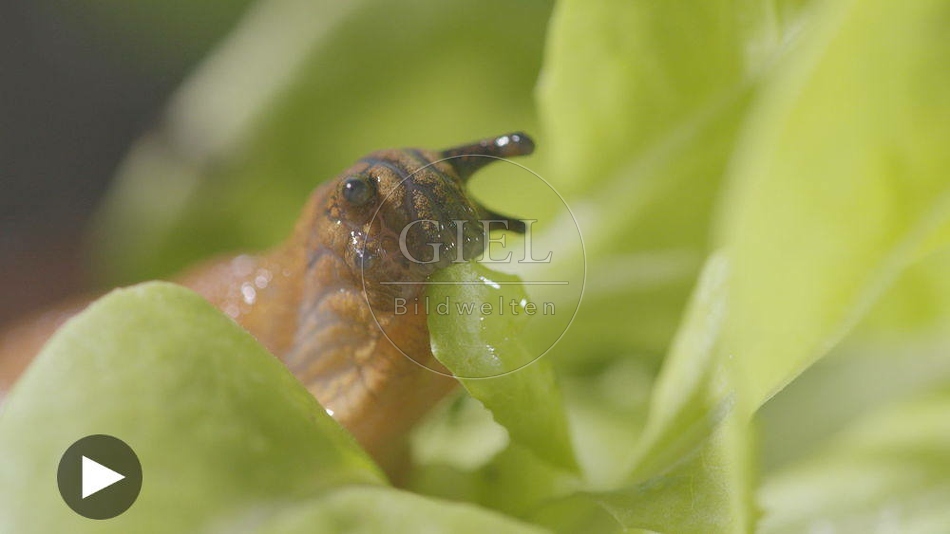 099897 Film-Clip, Rote Wegschnecke