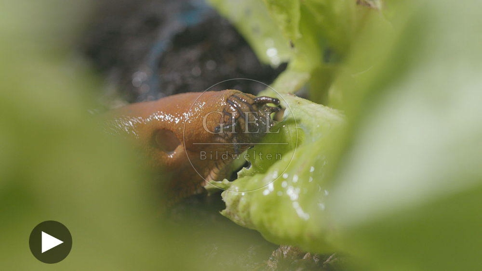 099898 Film-Clip, Rote Wegschnecke