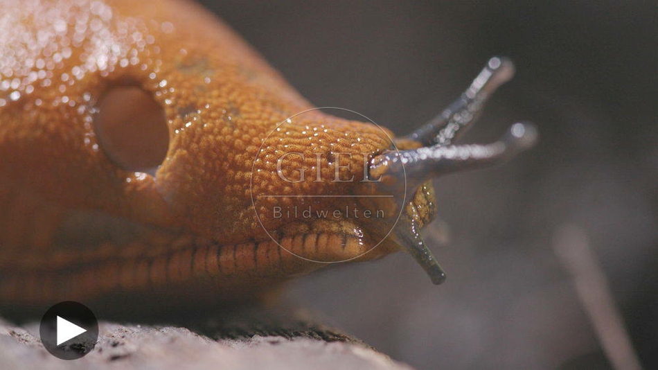 099899 Film-Clip, Rote Wegschnecke