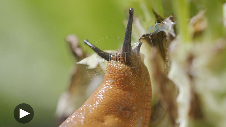 099900 Film-Clip, Rote Wegschnecke