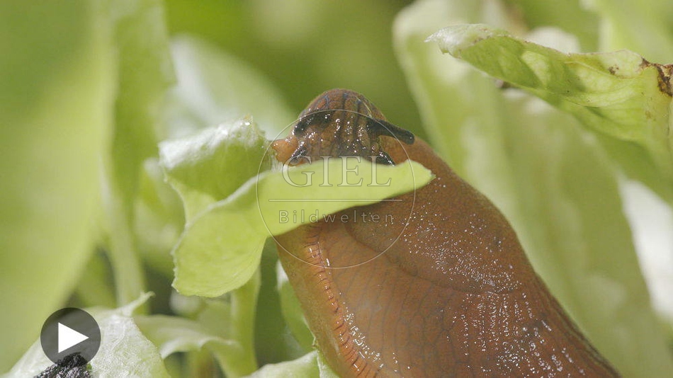 099901 Film-Clip, Rote Wegschnecke