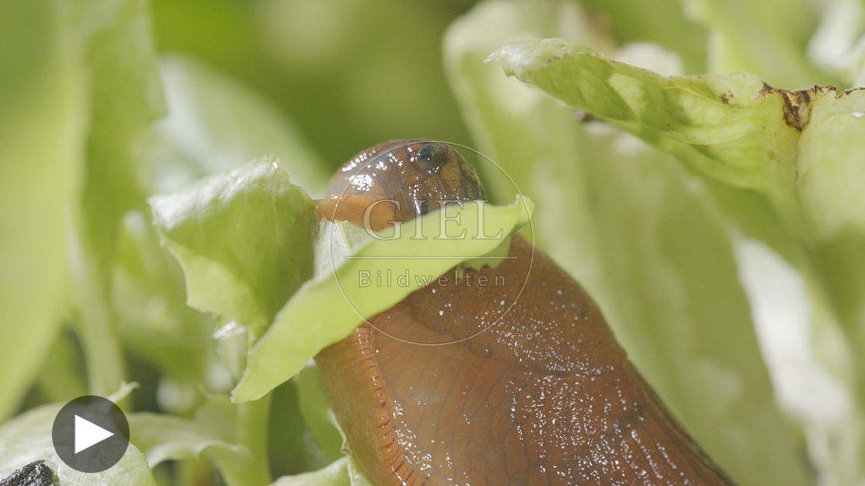 099902 Film-Clip, Rote Wegschnecke