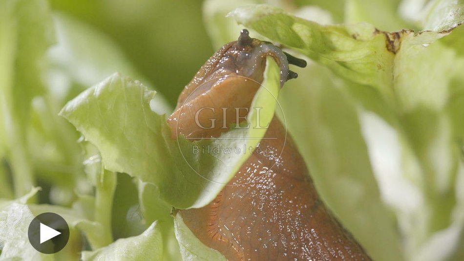 099903 Film-Clip, Rote Wegschnecke