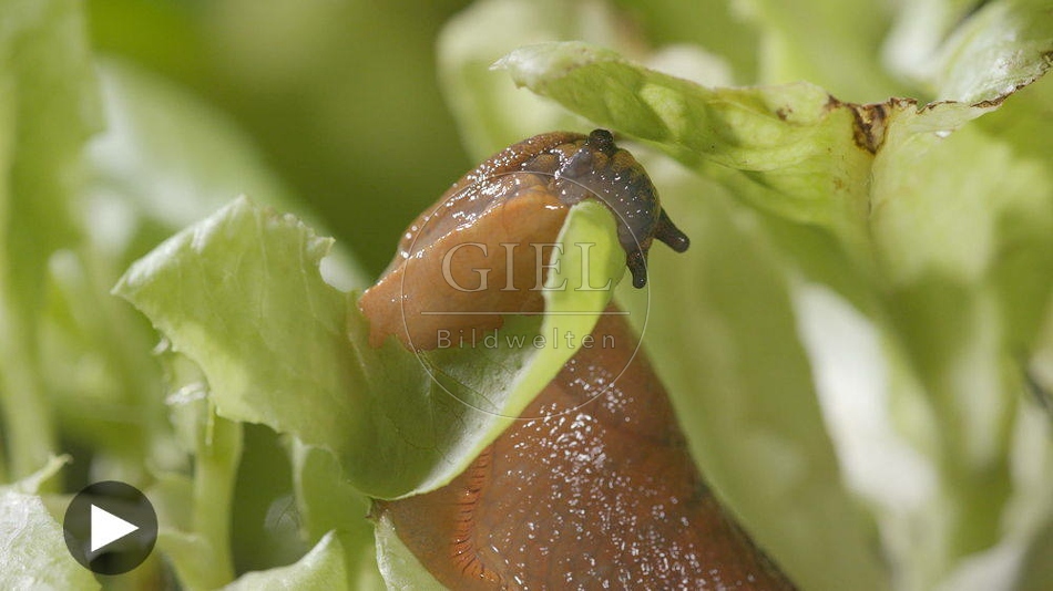 099904 Film-Clip, Rote Wegschnecke
