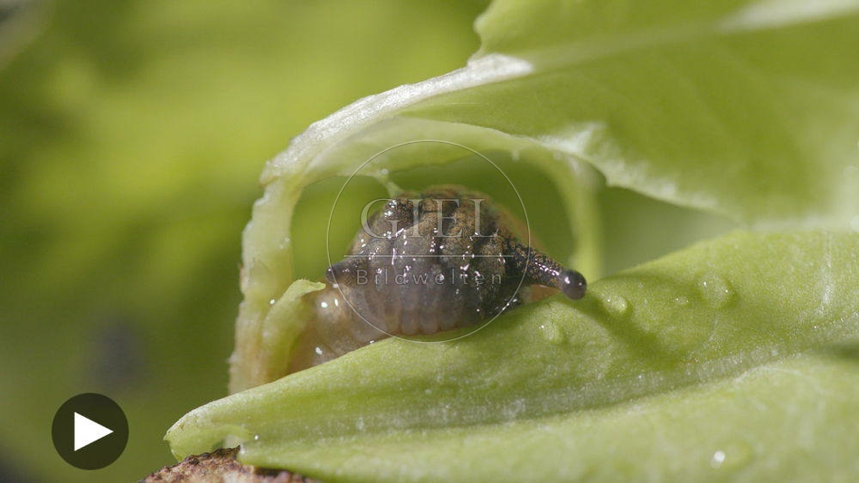099905 Film-Clip, Rote Wegschnecke