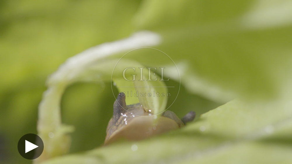 099906 Film-Clip, Rote Wegschnecke