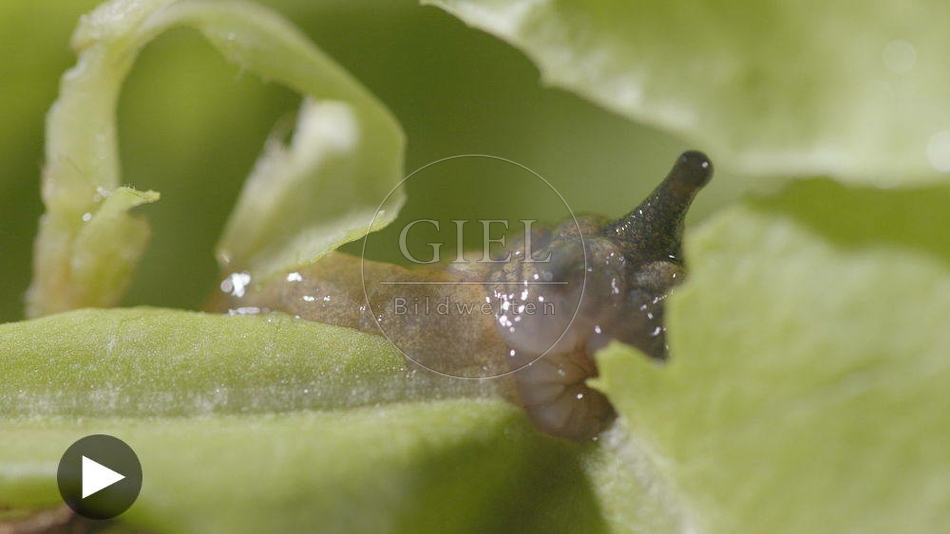 099907 Film-Clip, Rote Wegschnecke