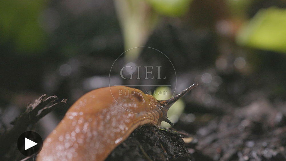 099908 Film-Clip, Rote Wegschnecke