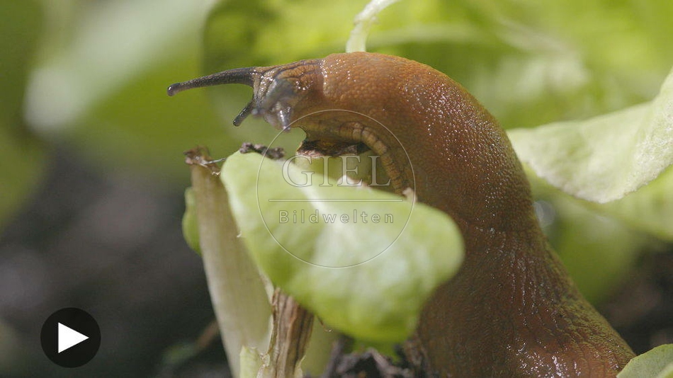 099909 Film-Clip, Rote Wegschnecke