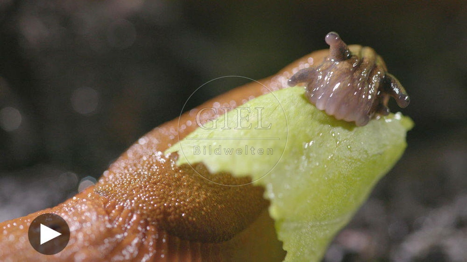 099910 Film-Clip, Rote Wegschnecke
