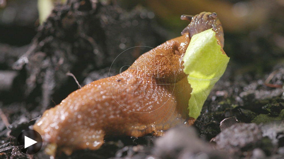 099911 Film-Clip, Rote Wegschnecke