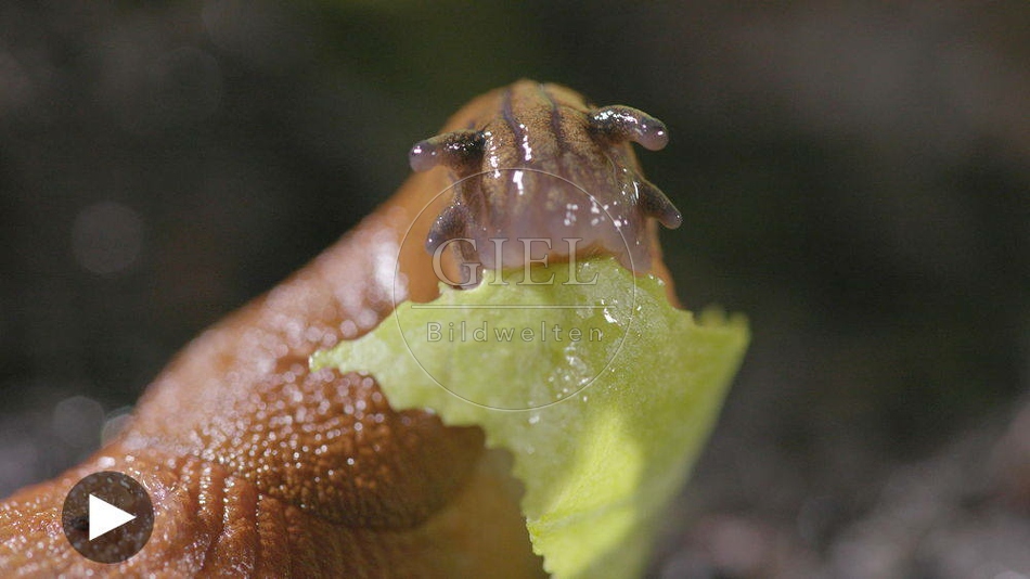 099912 Film-Clip, Rote Wegschnecke