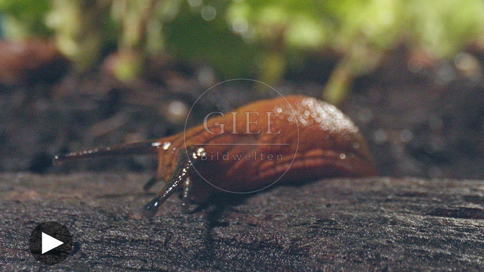 099913 Film-Clip, Rote Wegschnecke