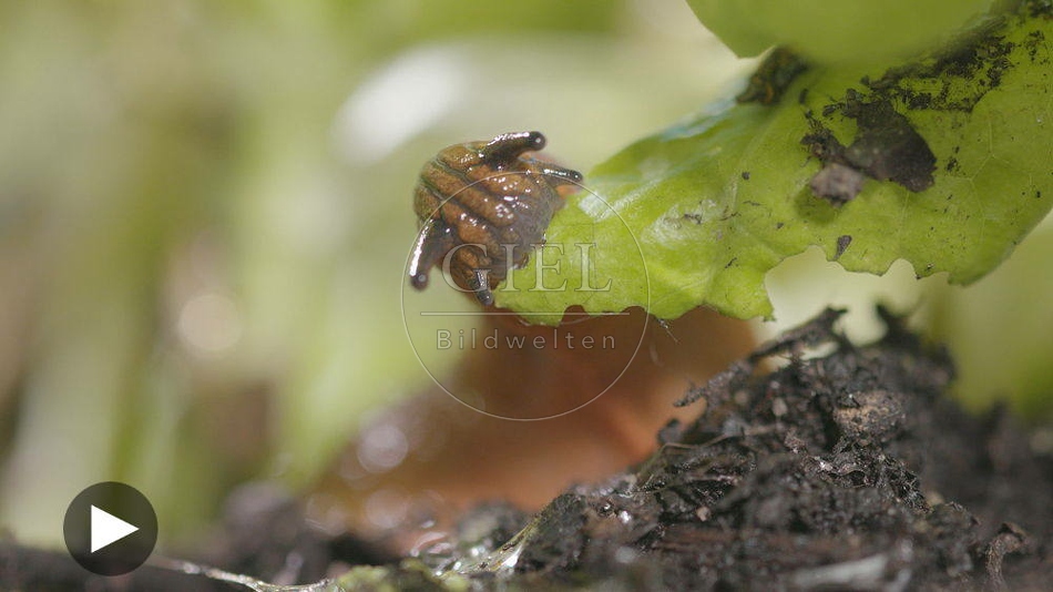 099914 Film-Clip, Rote Wegschnecke