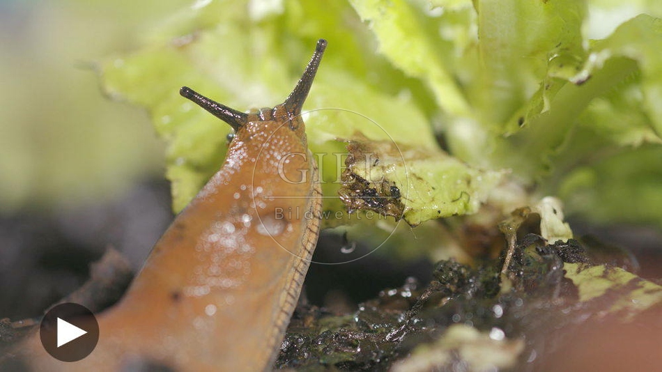 099915 Film-Clip, Rote Wegschnecke