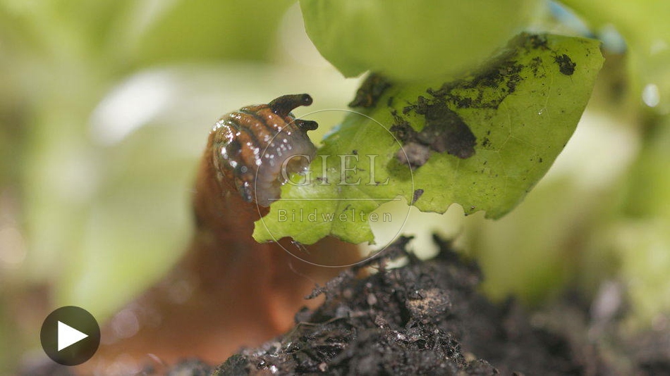 099916 Film-Clip, Rote Wegschnecke