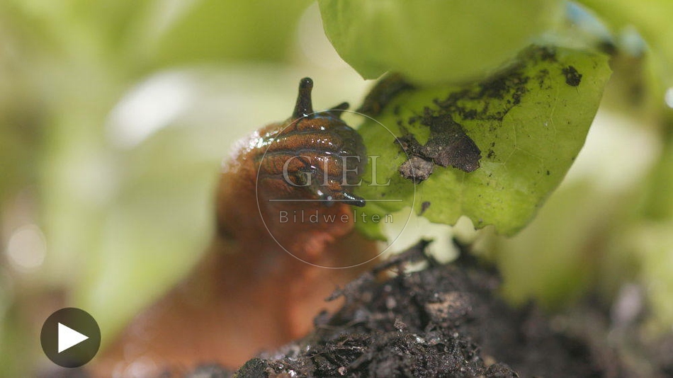 099917 Film-Clip, Rote Wegschnecke