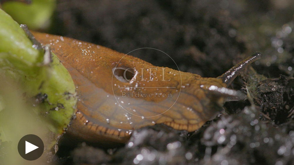 099918 Film-Clip, Rote Wegschnecke