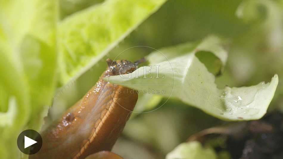 099919 Film-Clip, Rote Wegschnecke