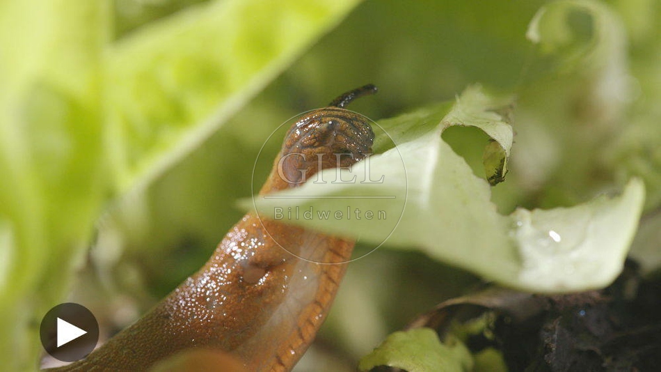 099920 Film-Clip, Rote Wegschnecke