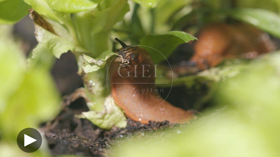 099921 Film-Clip, Rote Wegschnecken