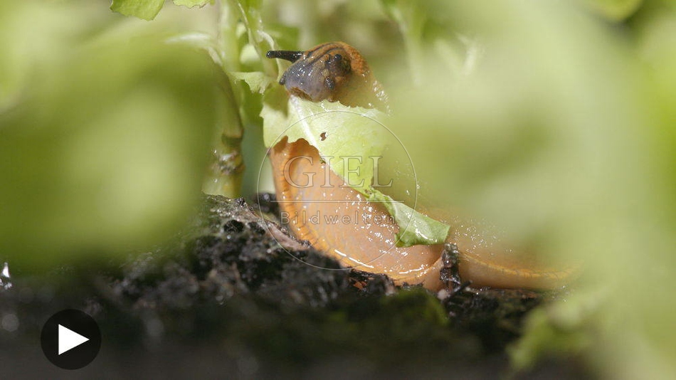 099922 Film-Clip, Rote Wegschnecke