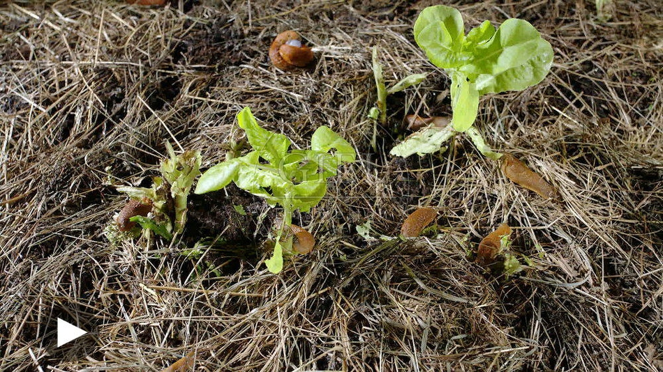 099923 Zeitraffer, Rote Wegschnecken