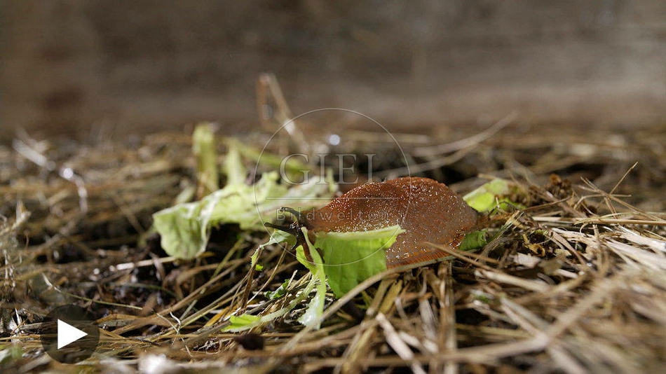 099924 Zeitraffer, Rote Wegschnecke