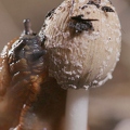 099956 Film-Clip, Rote Wegschnecke