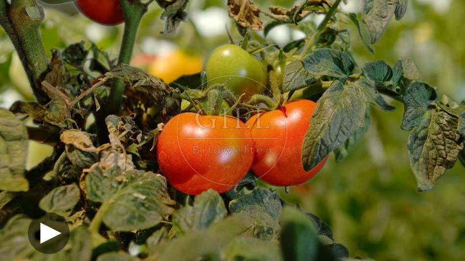 099978 Zeitraffer, Tomaten werden reif